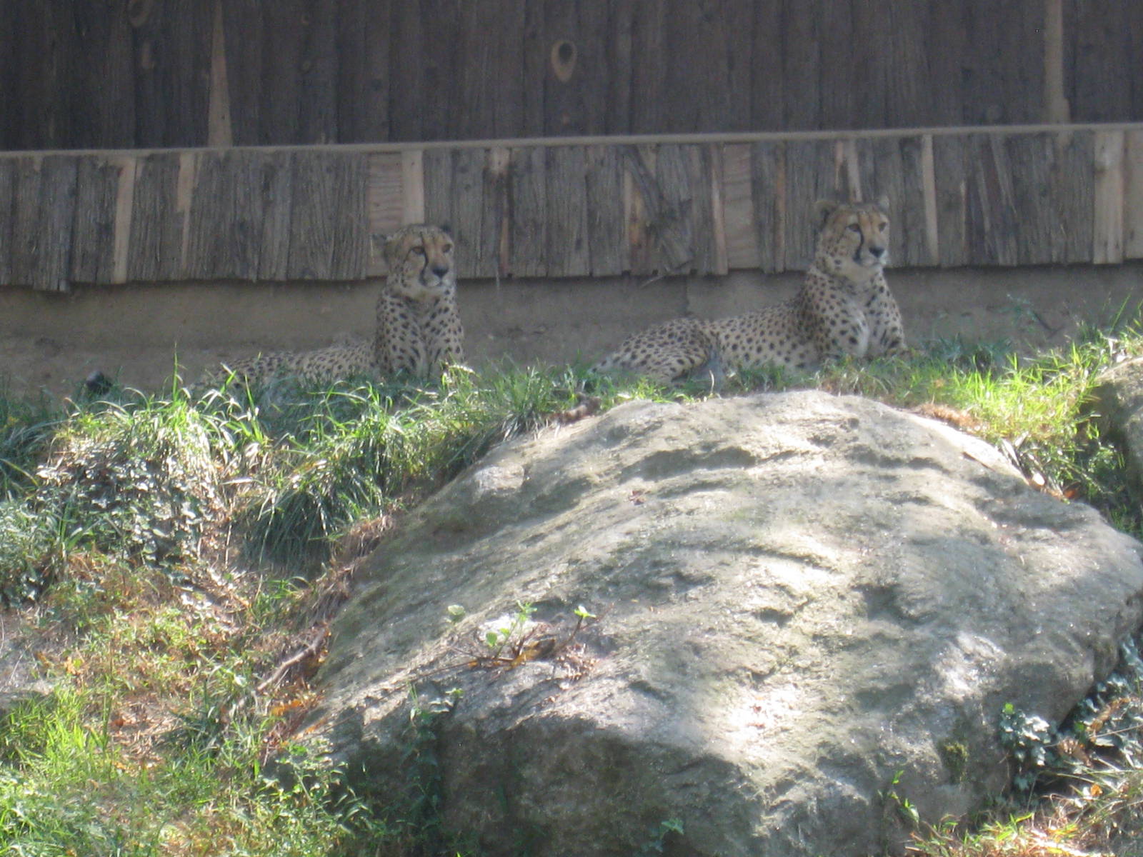 Cheetahs