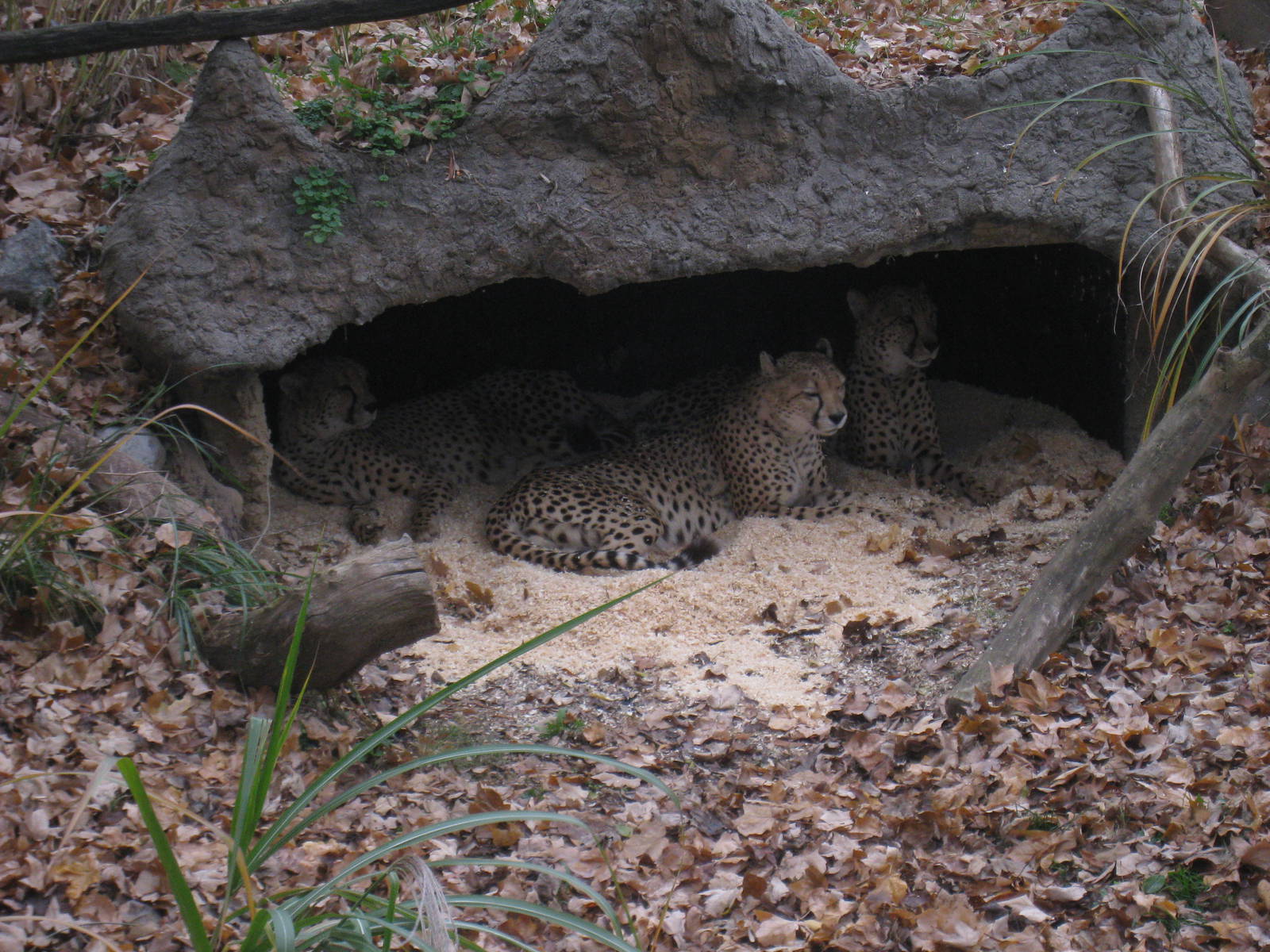 Cheetahs