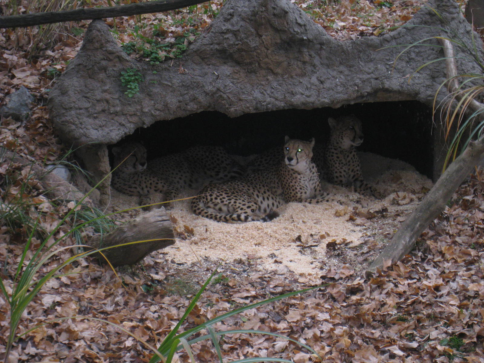 Cheetahs