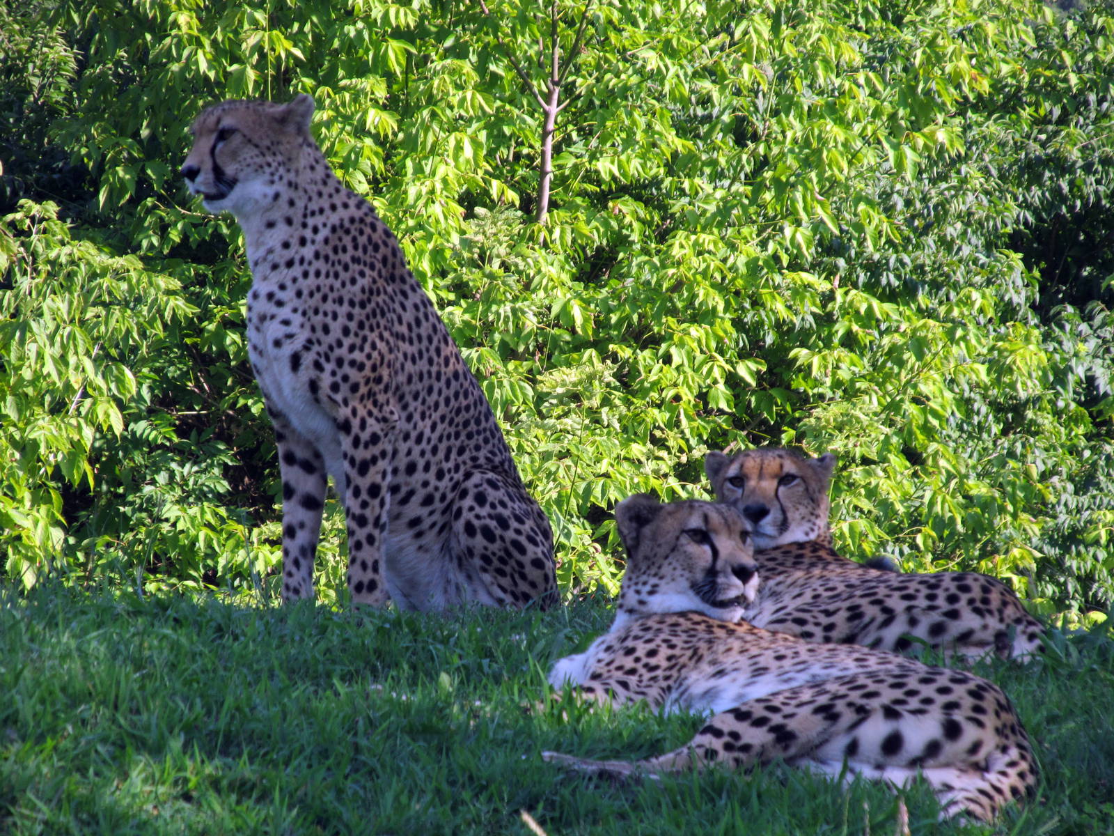 Cheetahs