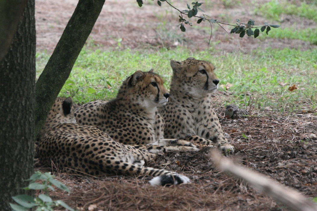 Cheetahs
