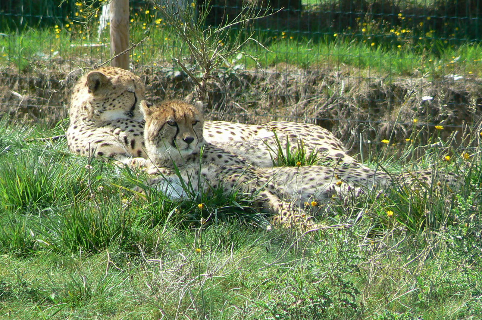 Cheetahs
