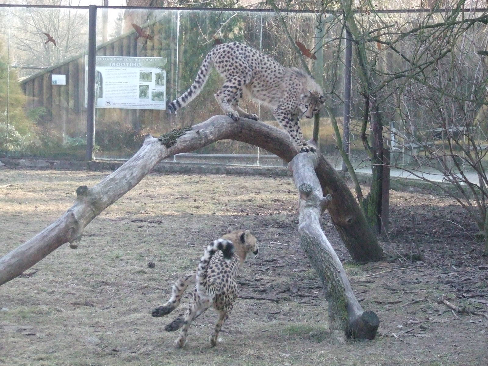 Cheetahs