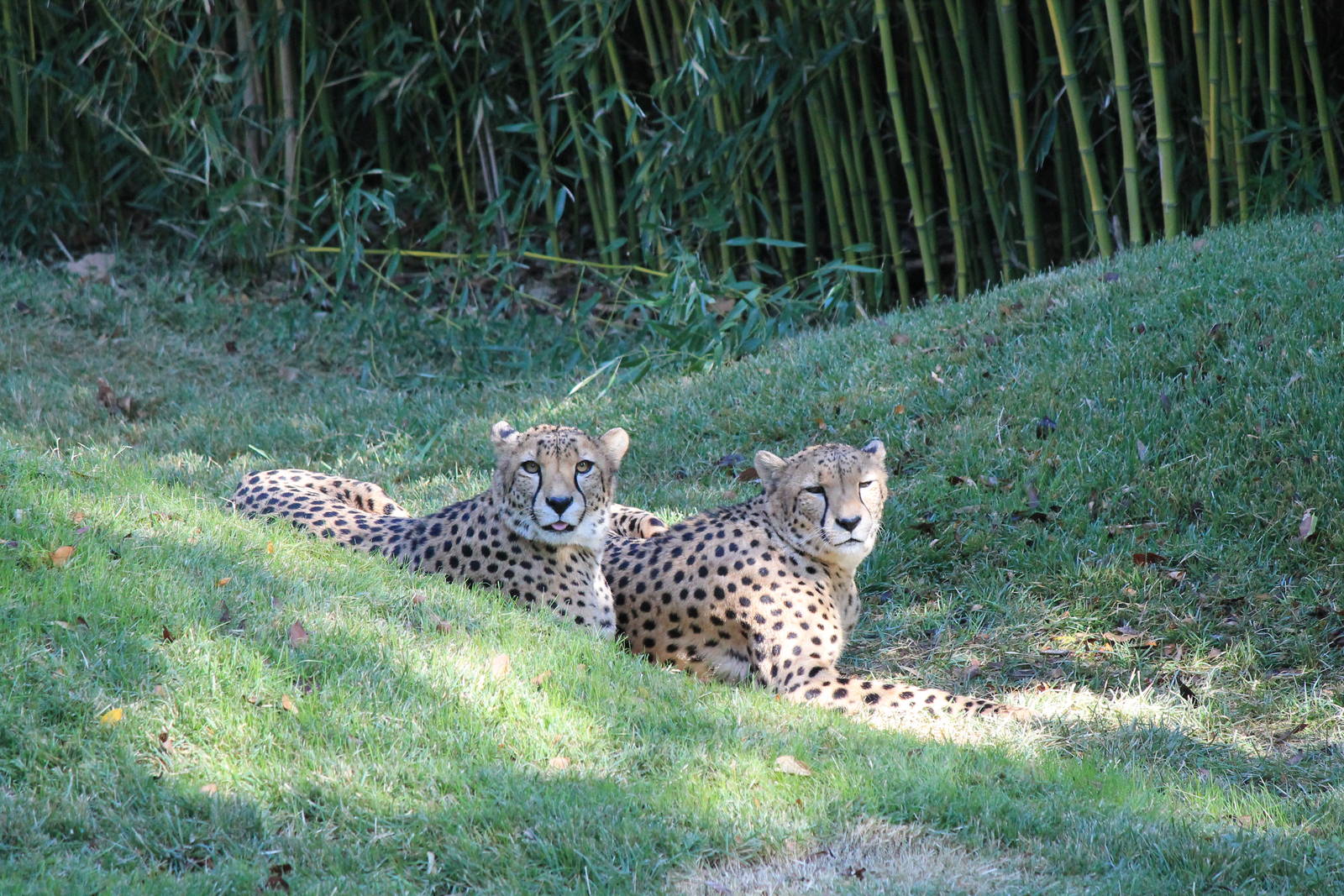 Cheetahs