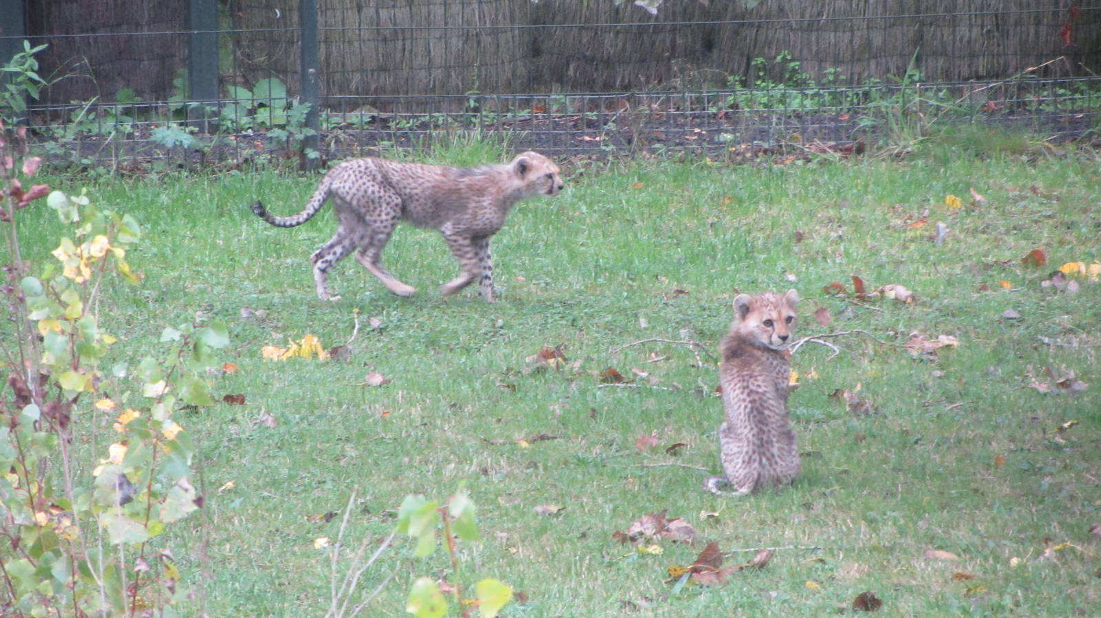 Cheetahs