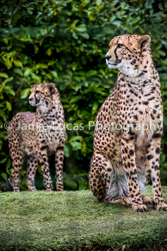 Cheetahs