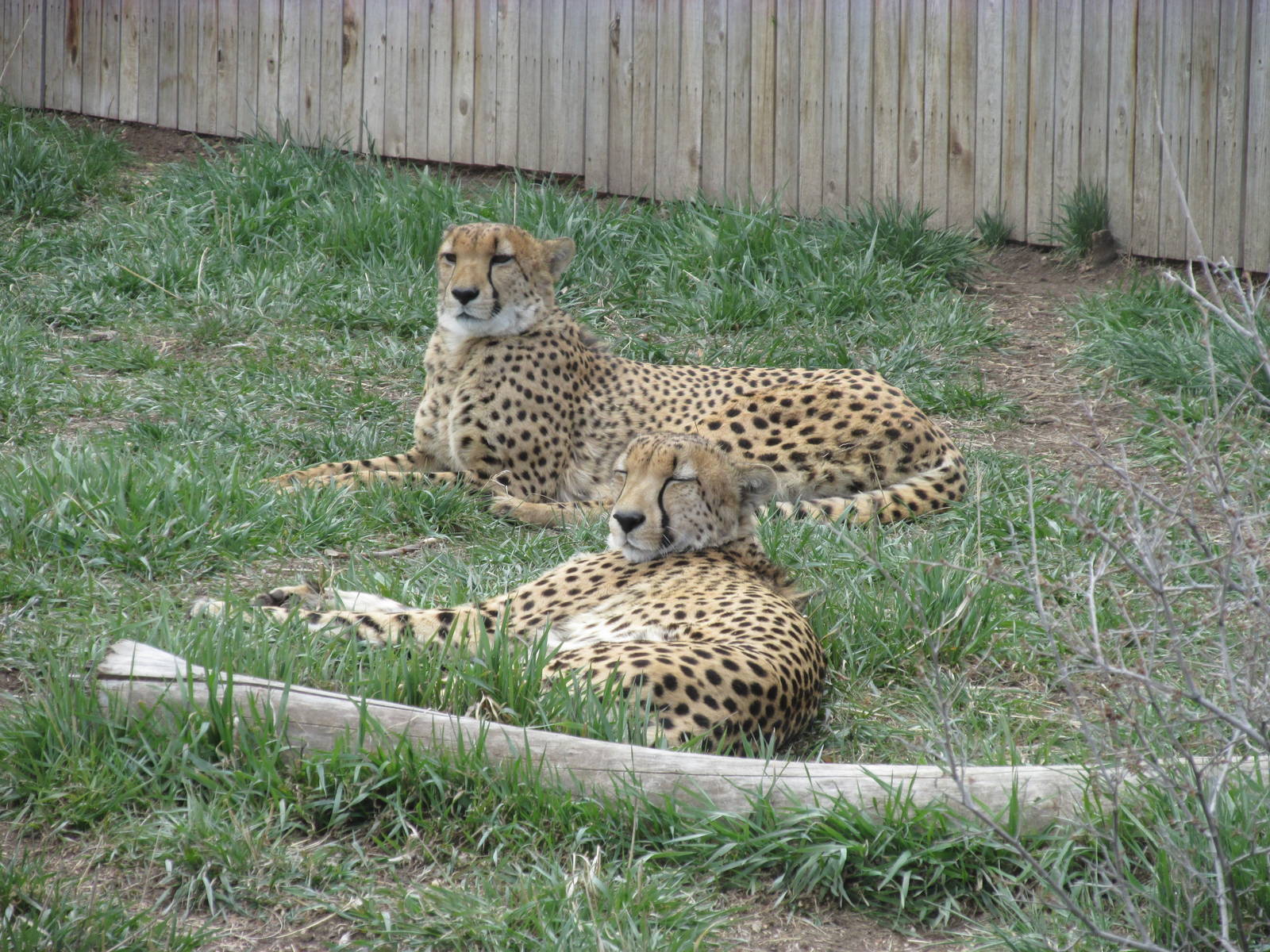 Cheetahs