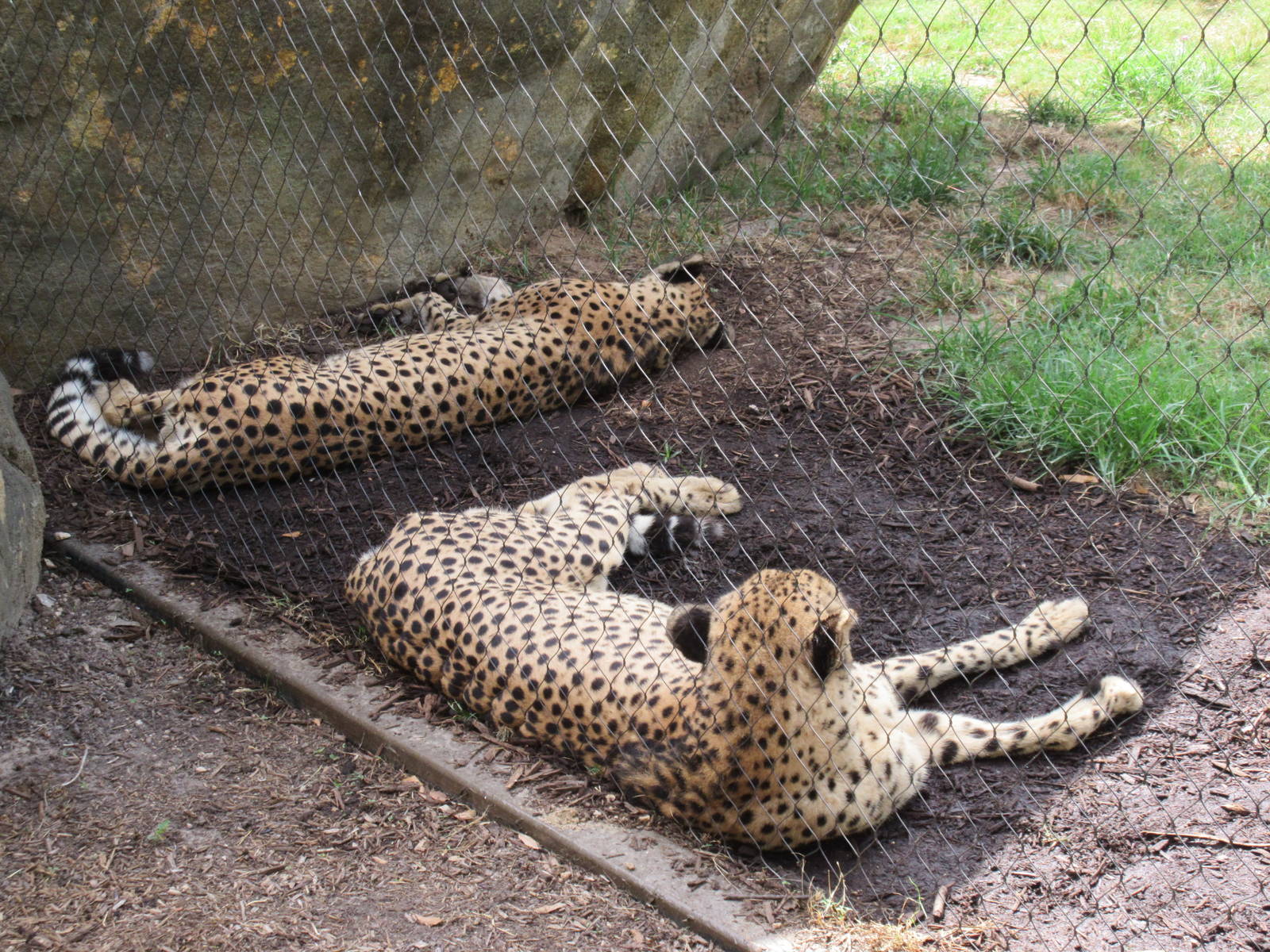 Cheetahs