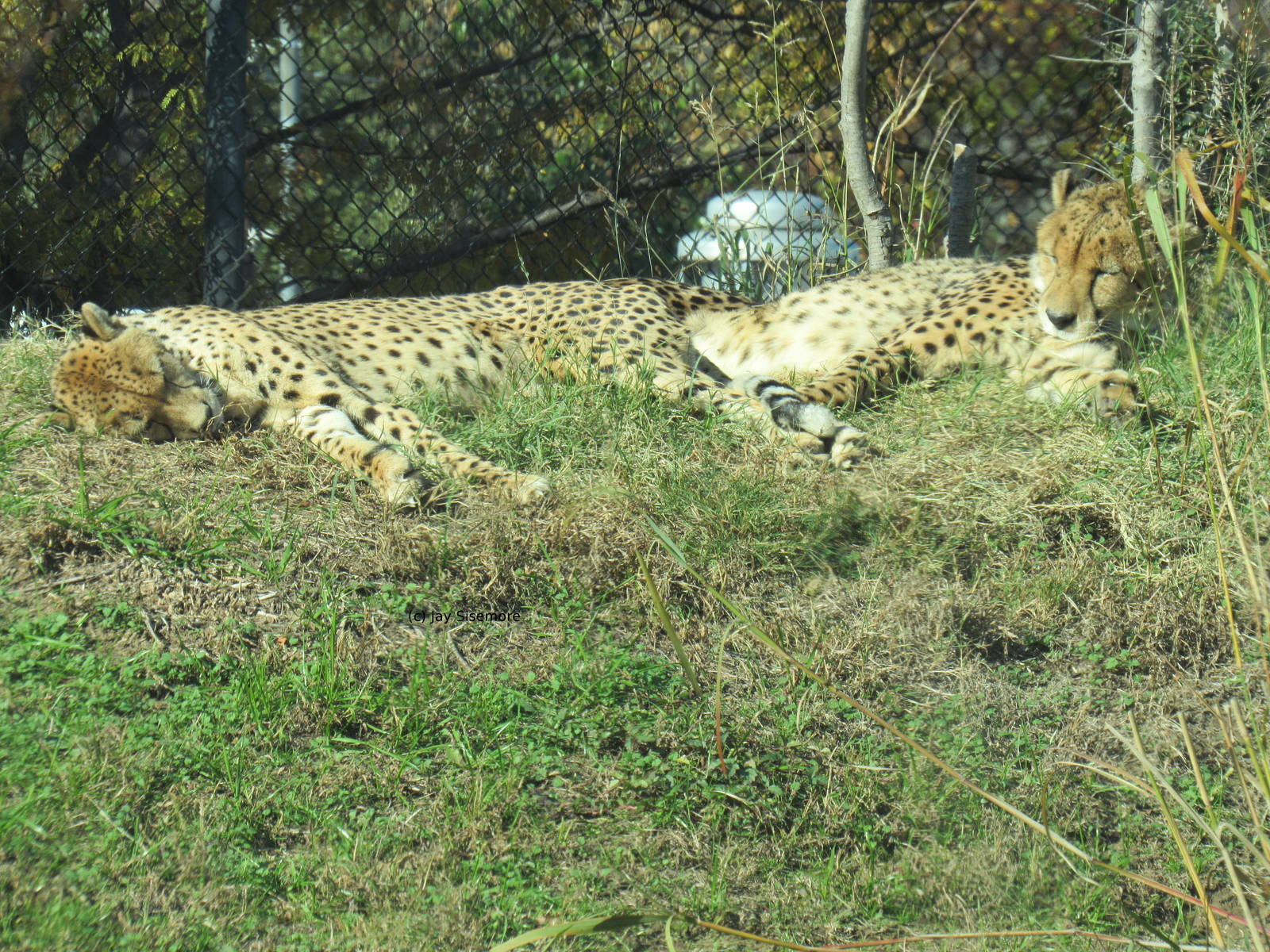 Cheetahs