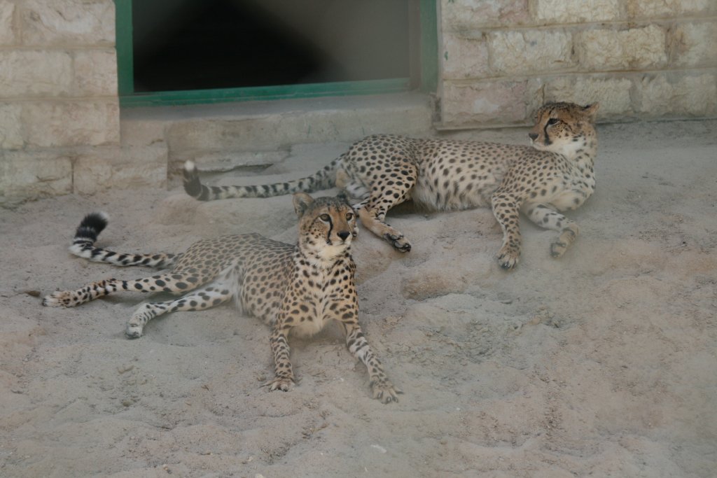 Cheetahs