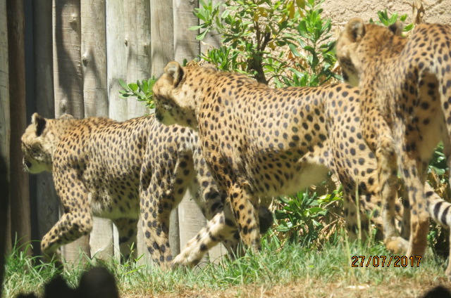 Cheetahs