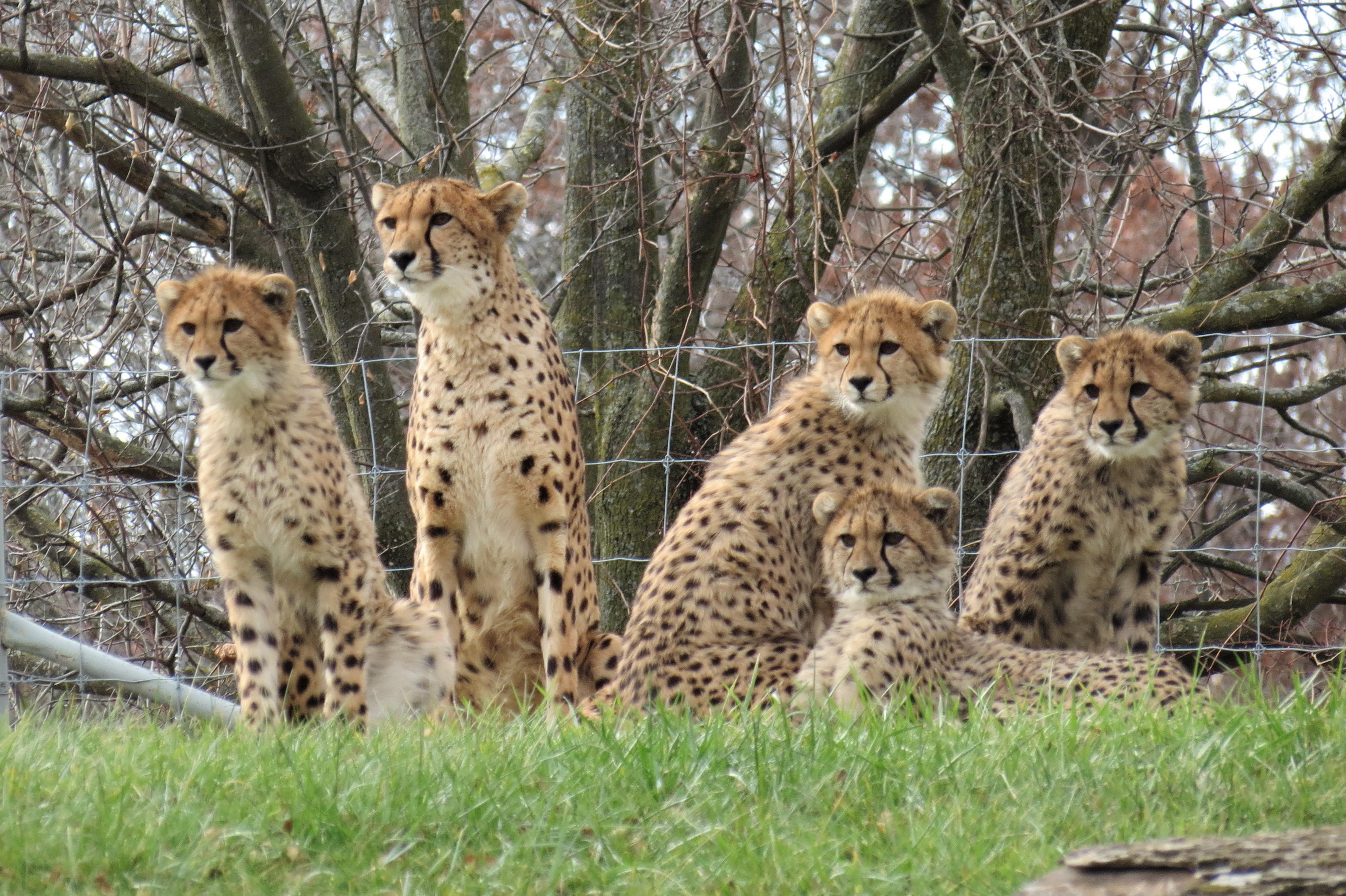 Cheetahs
