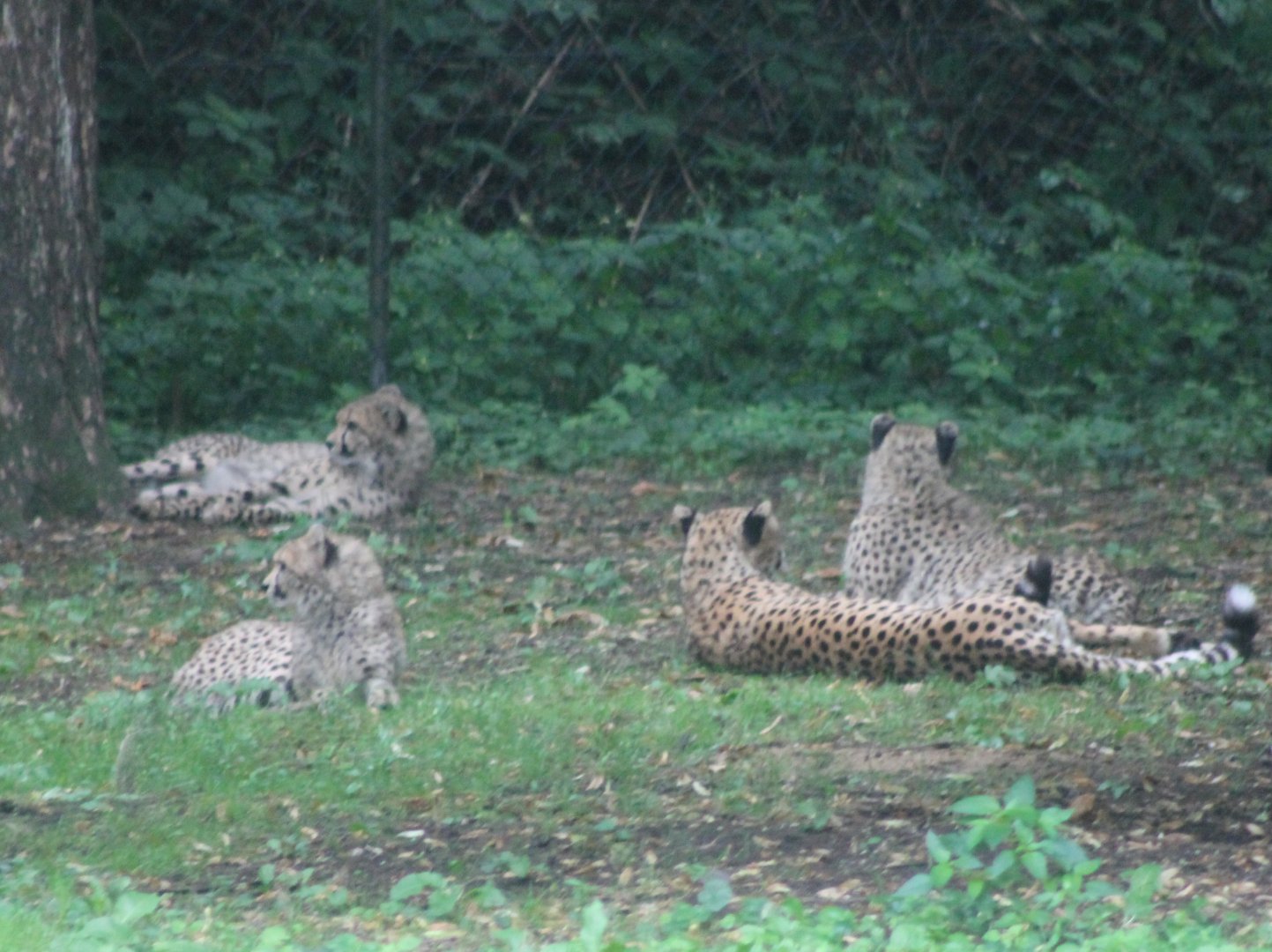 Cheetahs