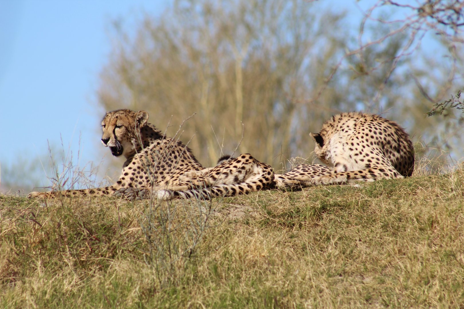 Cheetahs