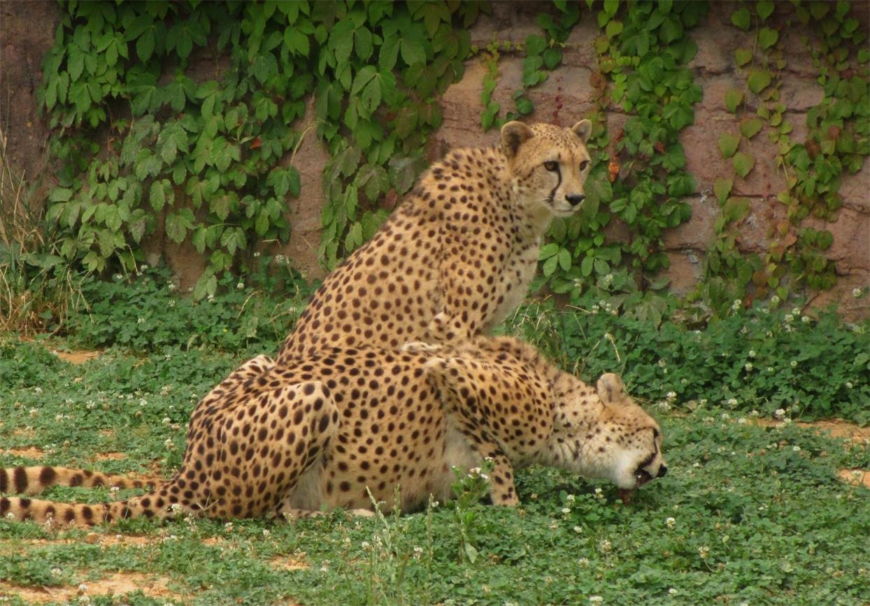 Cheetahs