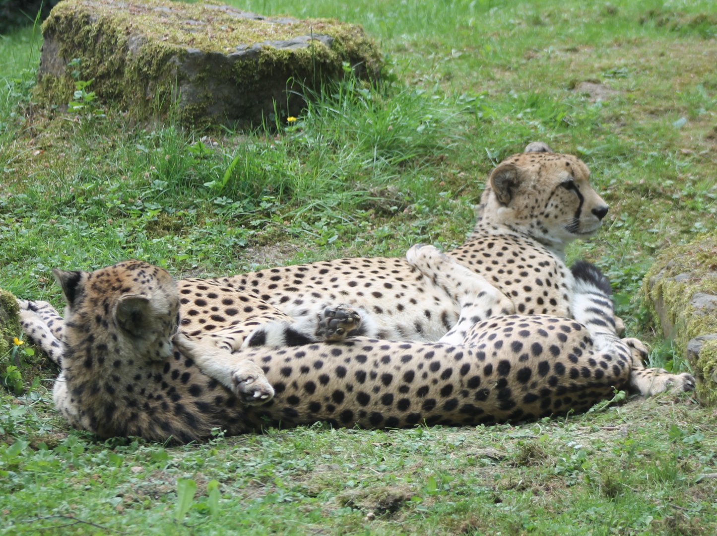 Cheetahs