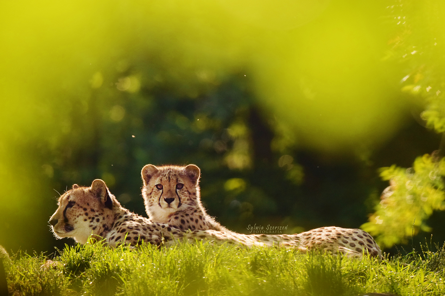 Cheetahs