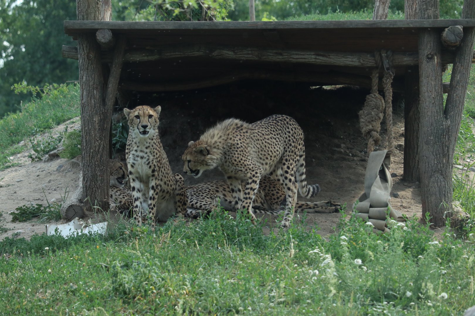 Cheetahs
