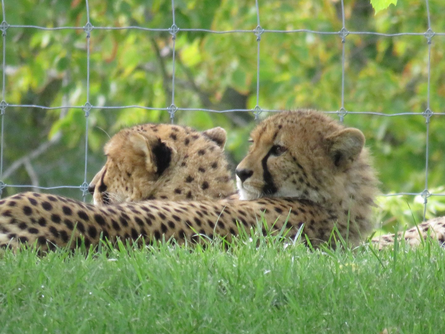 Cheetahs
