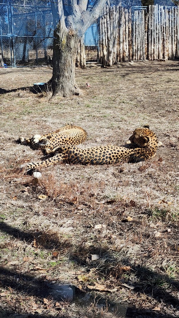 Cheetahs