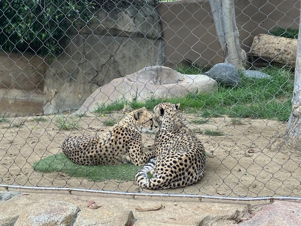 Cheetahs