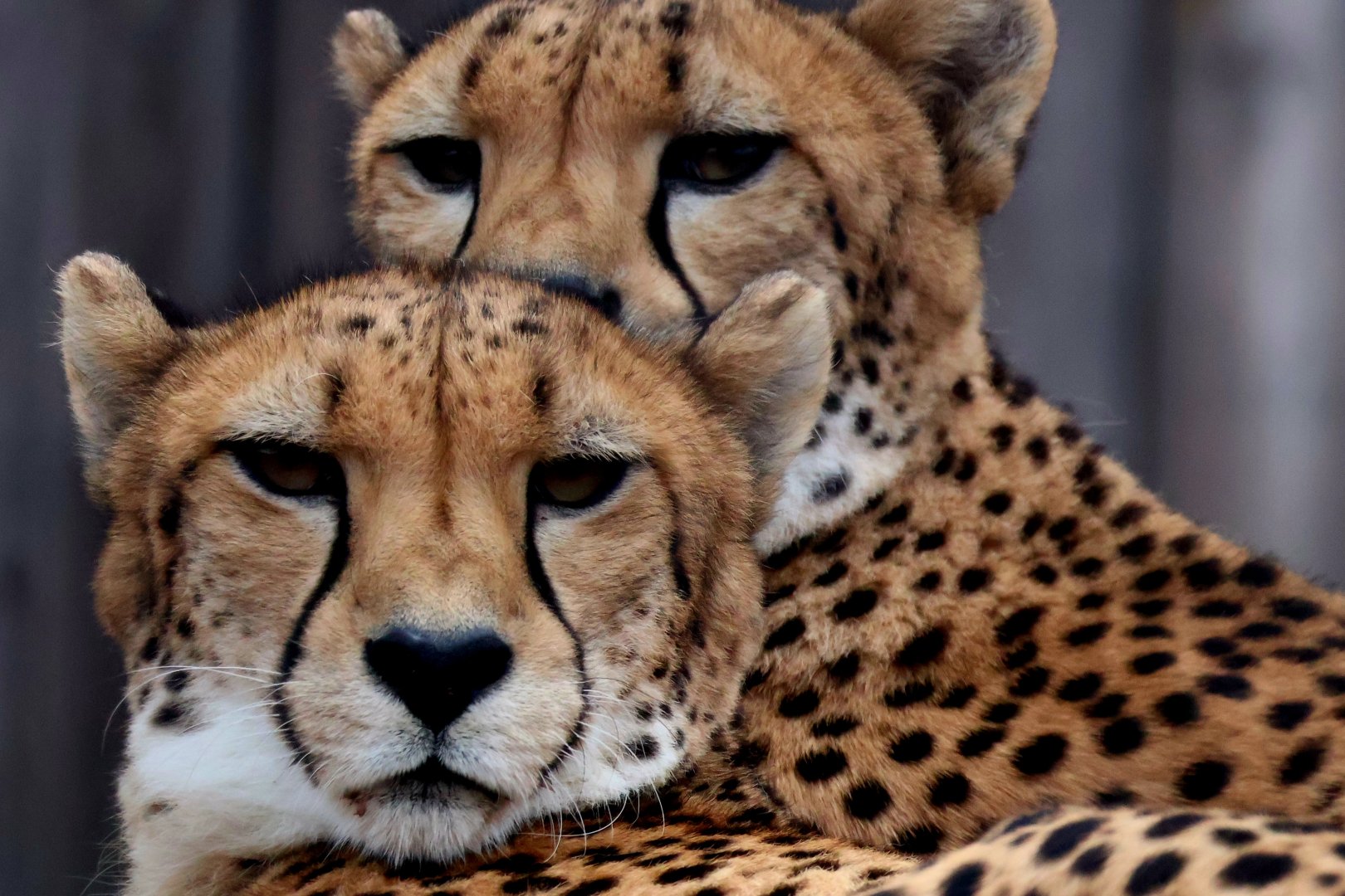 Cheetahs