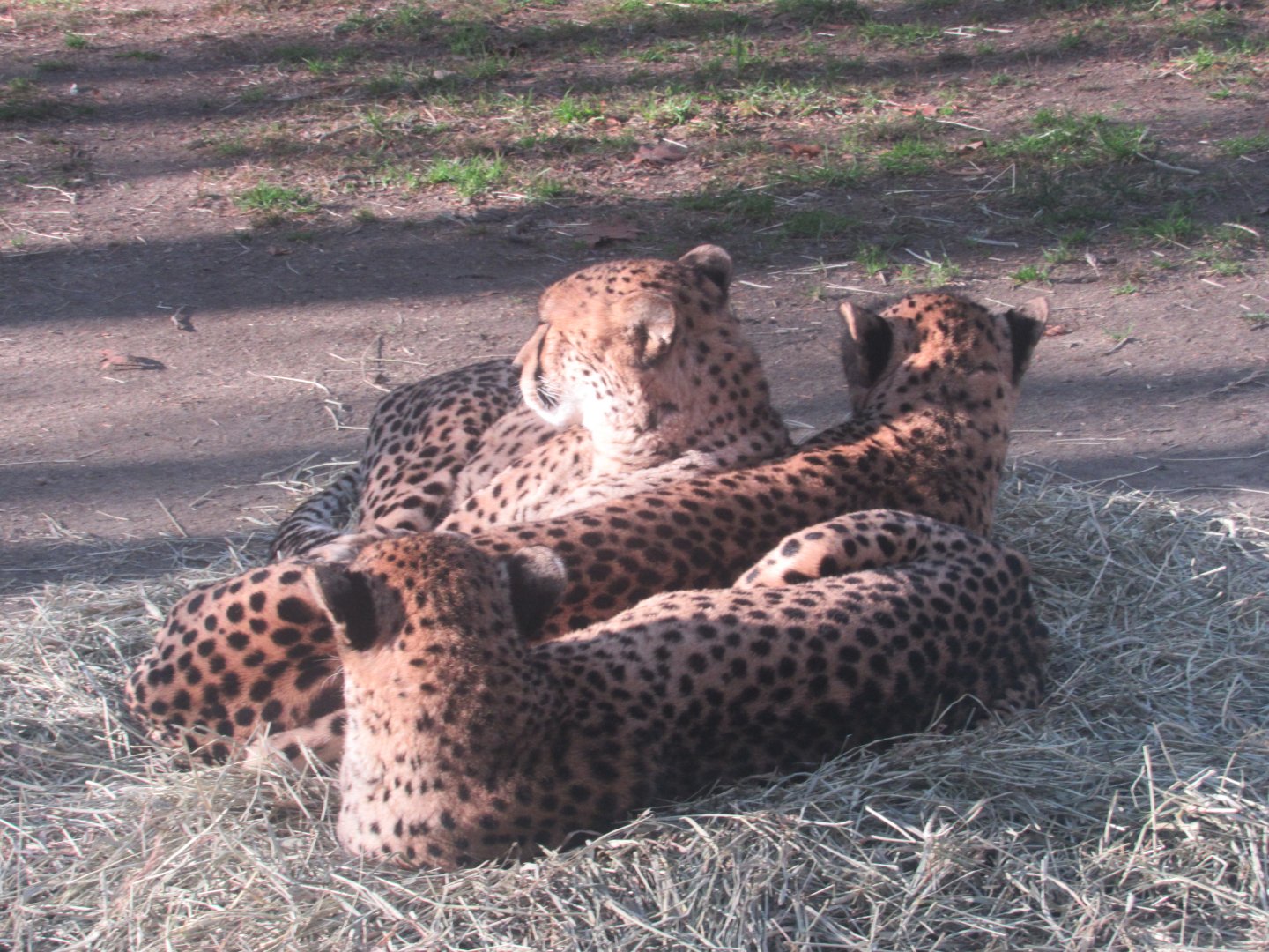 cheetahs