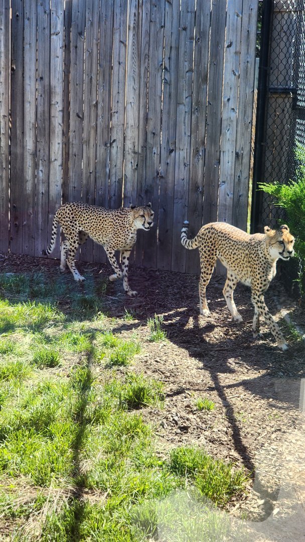 Cheetahs