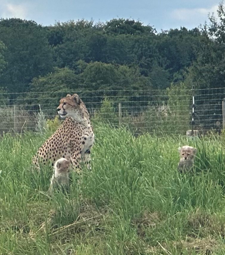 Cheetahs