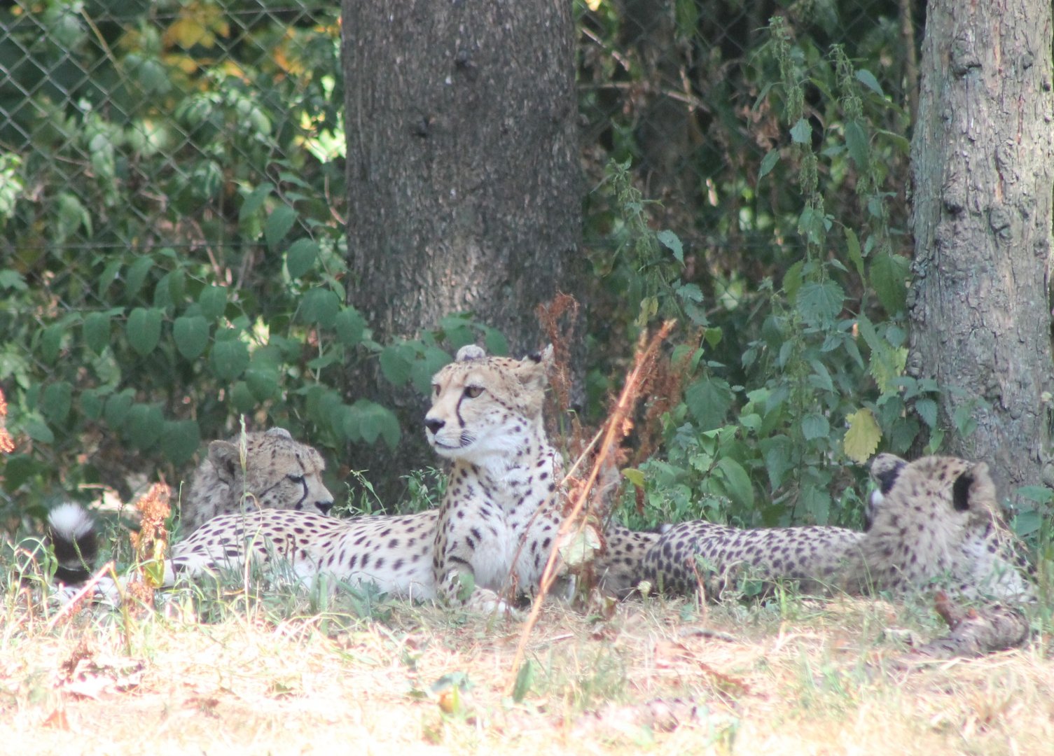 Cheetas