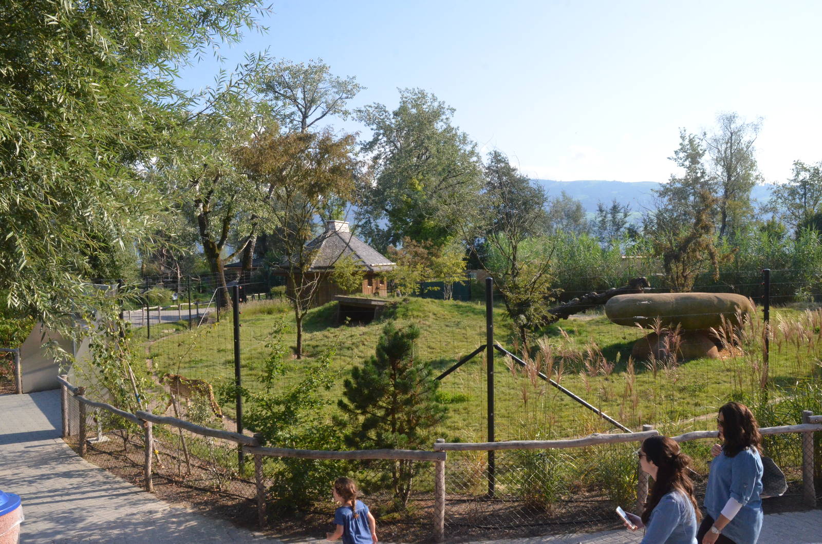 Cheeteh Enclosure at Knie Kinderzoo, 11/09/16