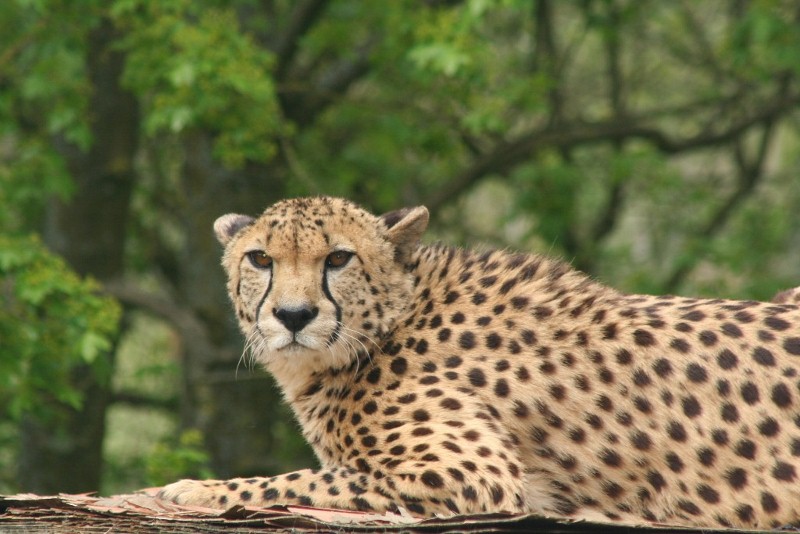 Cheetha Mar - May 2010