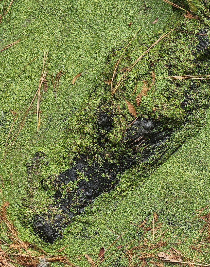Chehaw Zoo - American Alligator