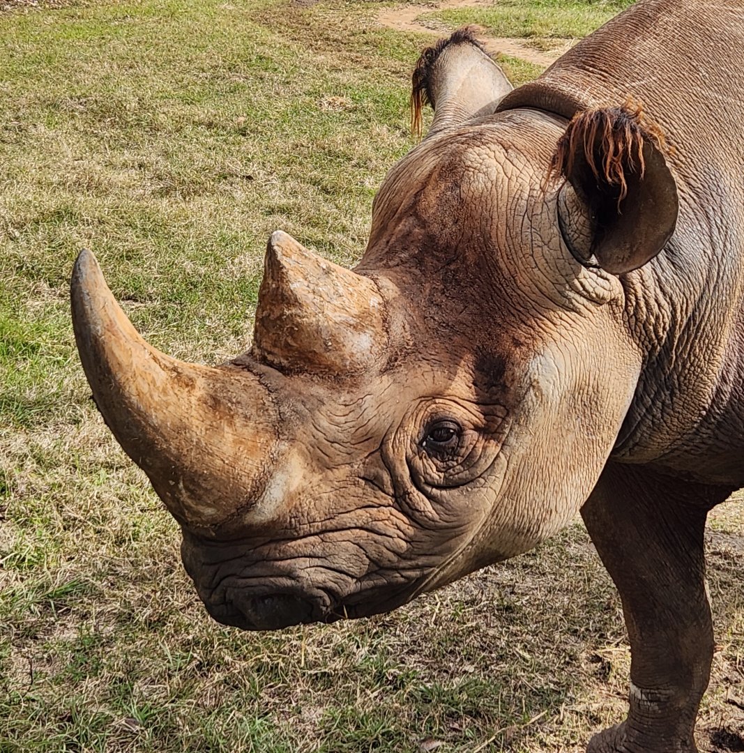Chehaw Zoo - Black Rhinoceros closeup