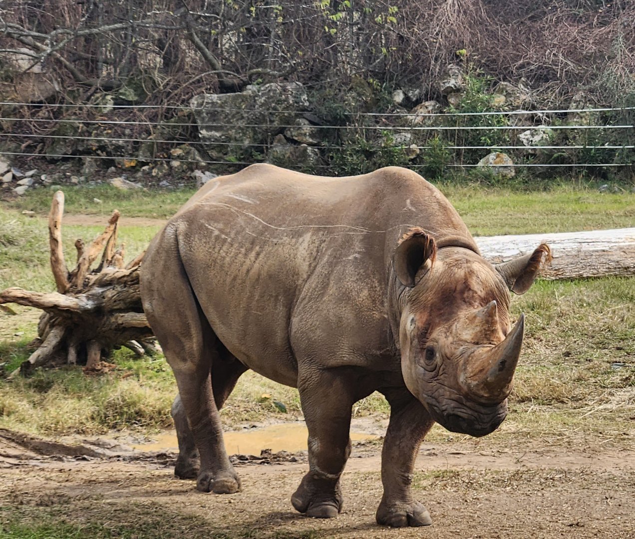 Chehaw Zoo - Black Rhinoceros