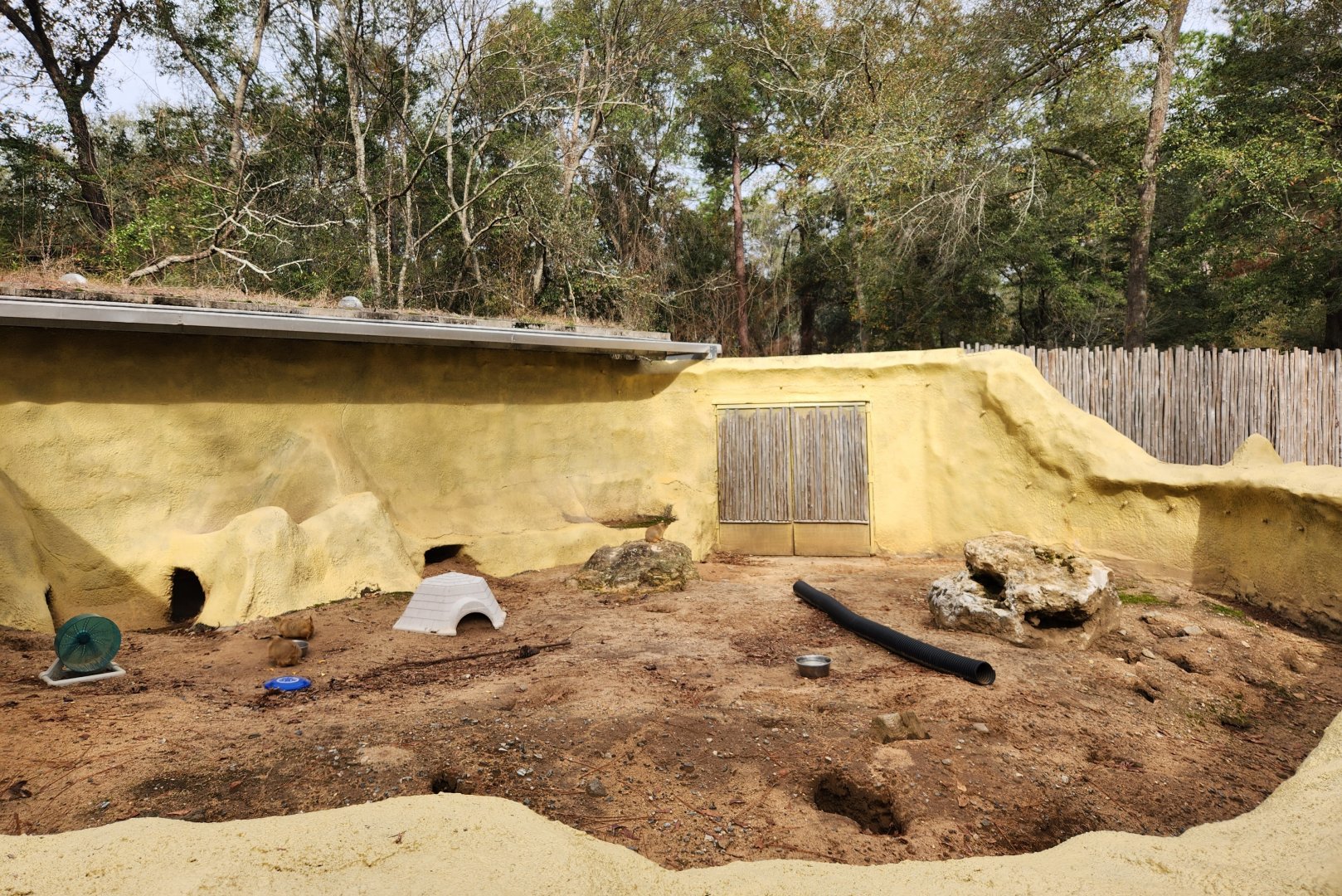 Chehaw Zoo - Black-tailed Prairie Dog exhibit