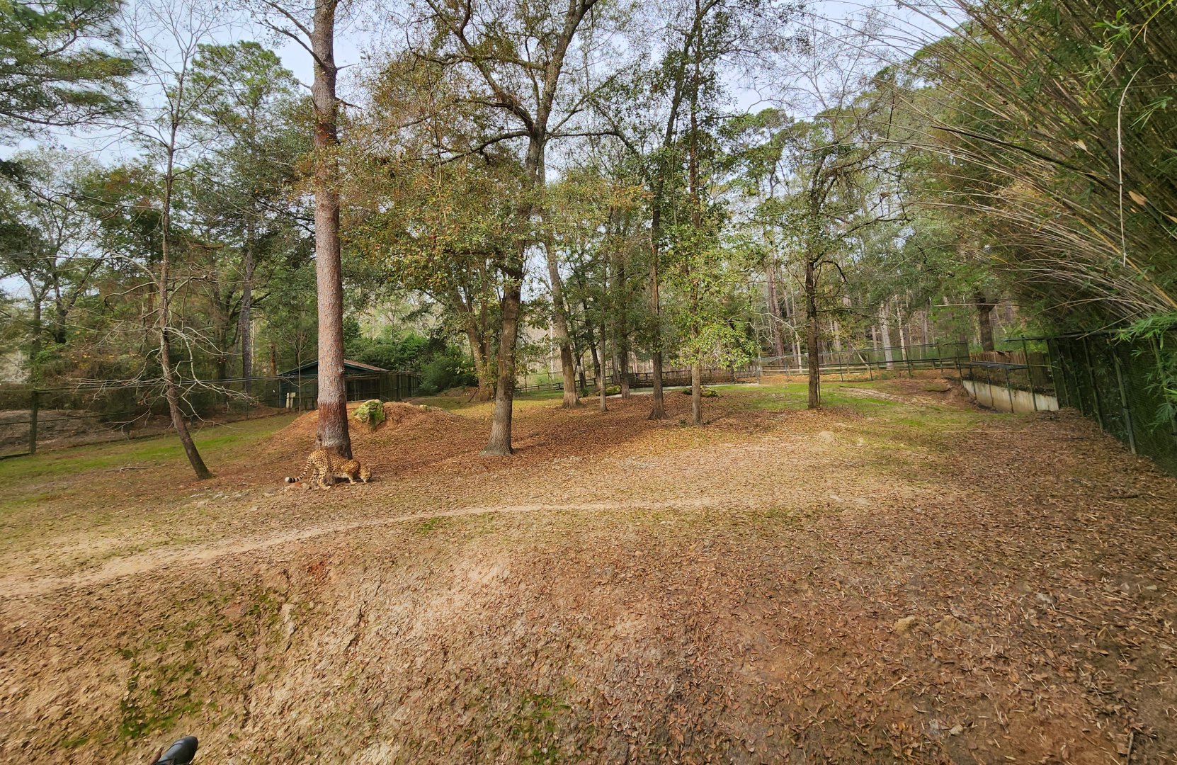 Chehaw Zoo - Cheetah exhibit