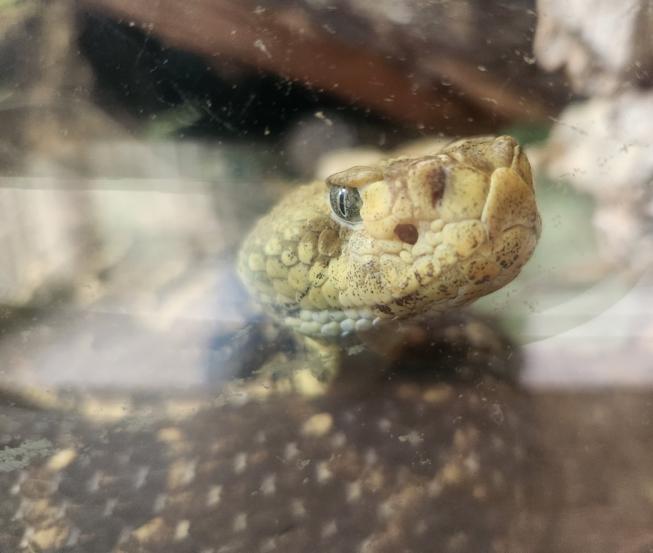 Chehaw Zoo - Crotalus horridus atricaudatus