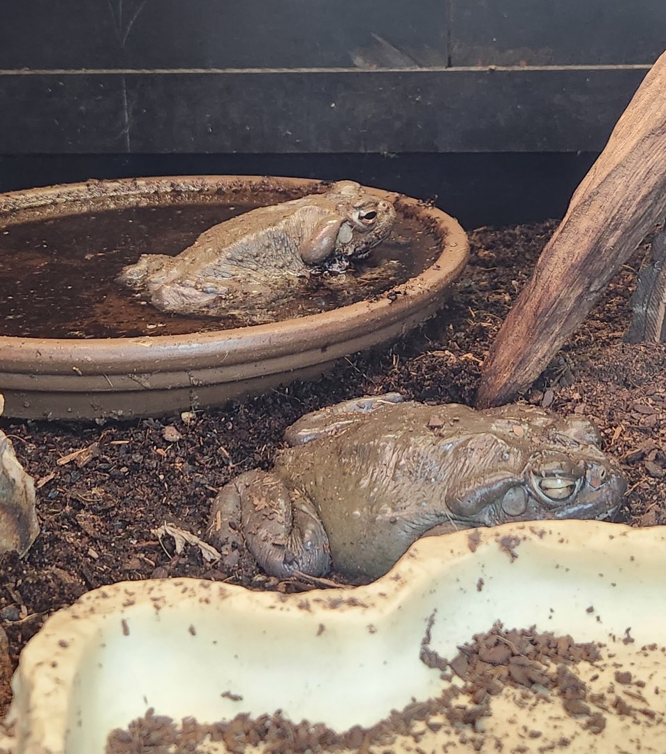 Chehaw Zoo - Incilius alvarius