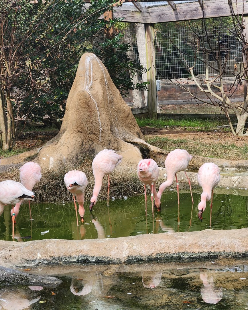 Chehaw Zoo - Lesser Flamingoes
