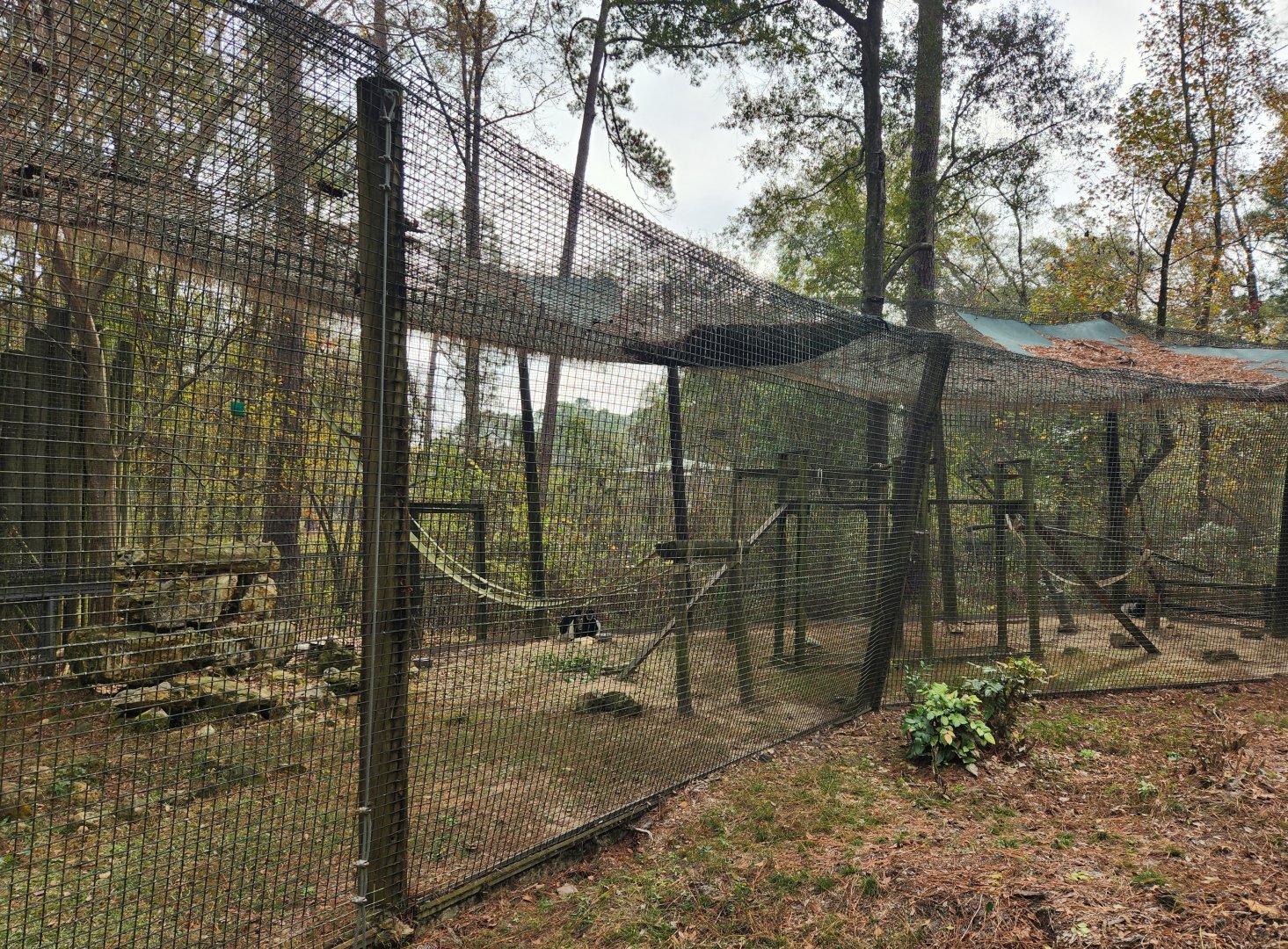 Chehaw Zoo - Mantled Colobus Monkey enclosure