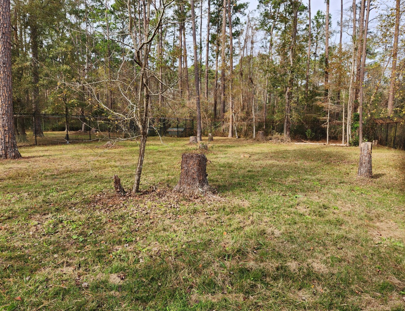 Chehaw Zoo - Red Wolf yard