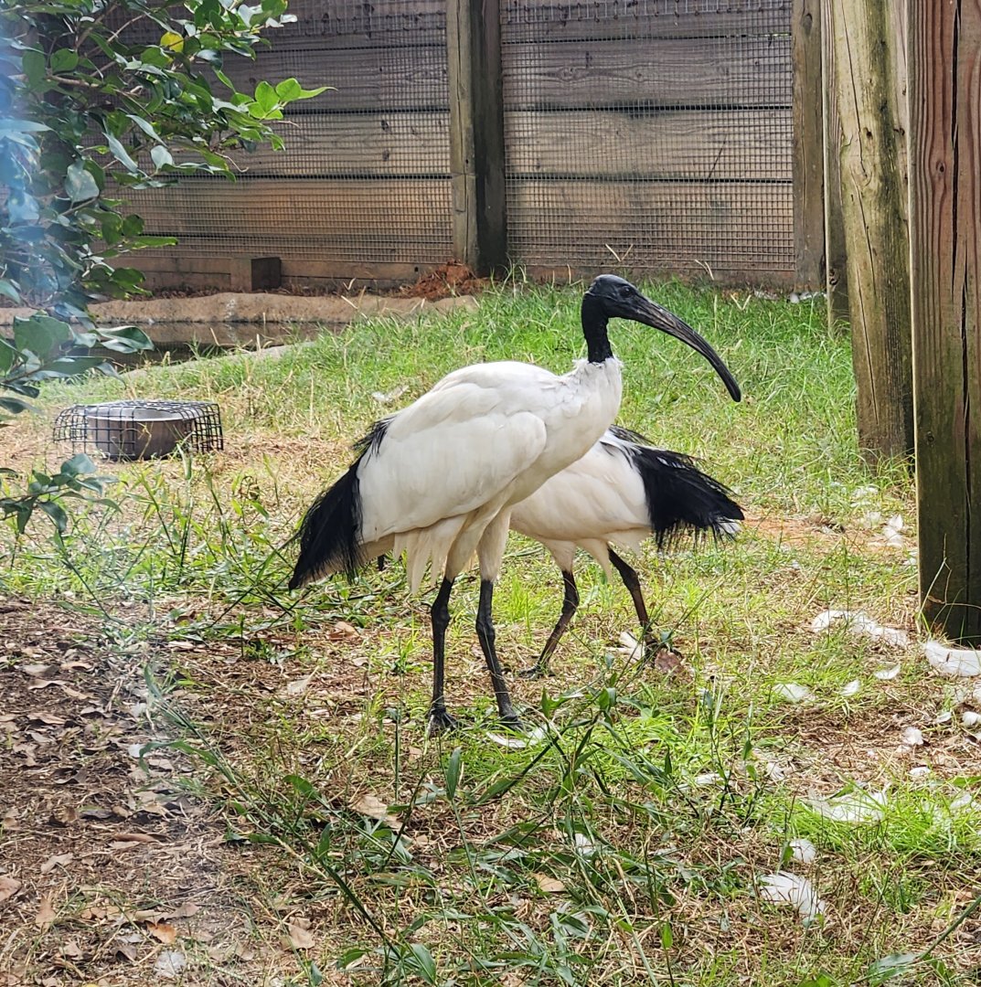 Chehaw Zoo - Sacred Ibis