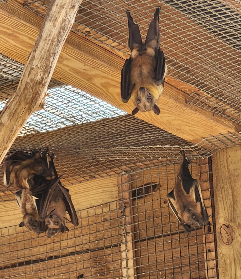 Chehaw Zoo - Straw Fruit Bats