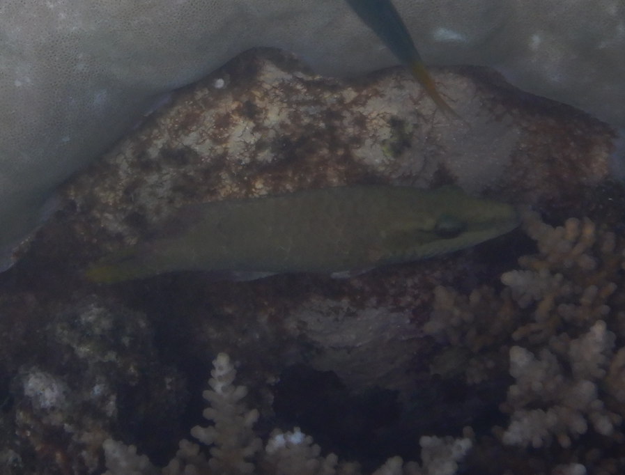 Cheilinus diagrammus juvenile?