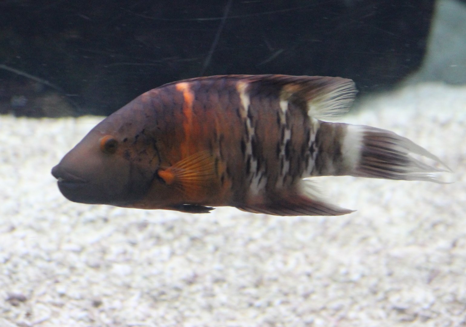 Cheilinus fasciatus