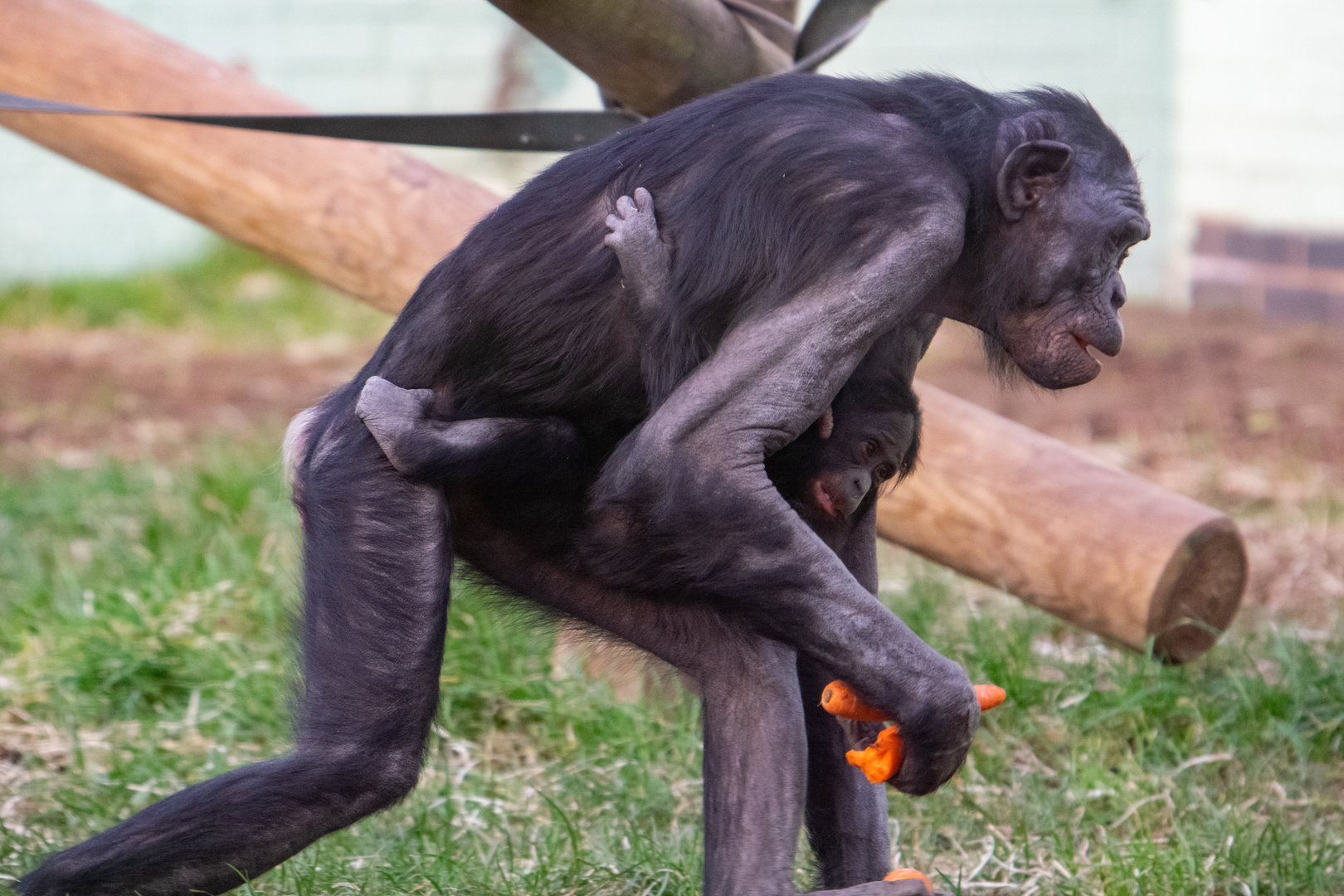 Cheka and baby Upendi - Bonobos