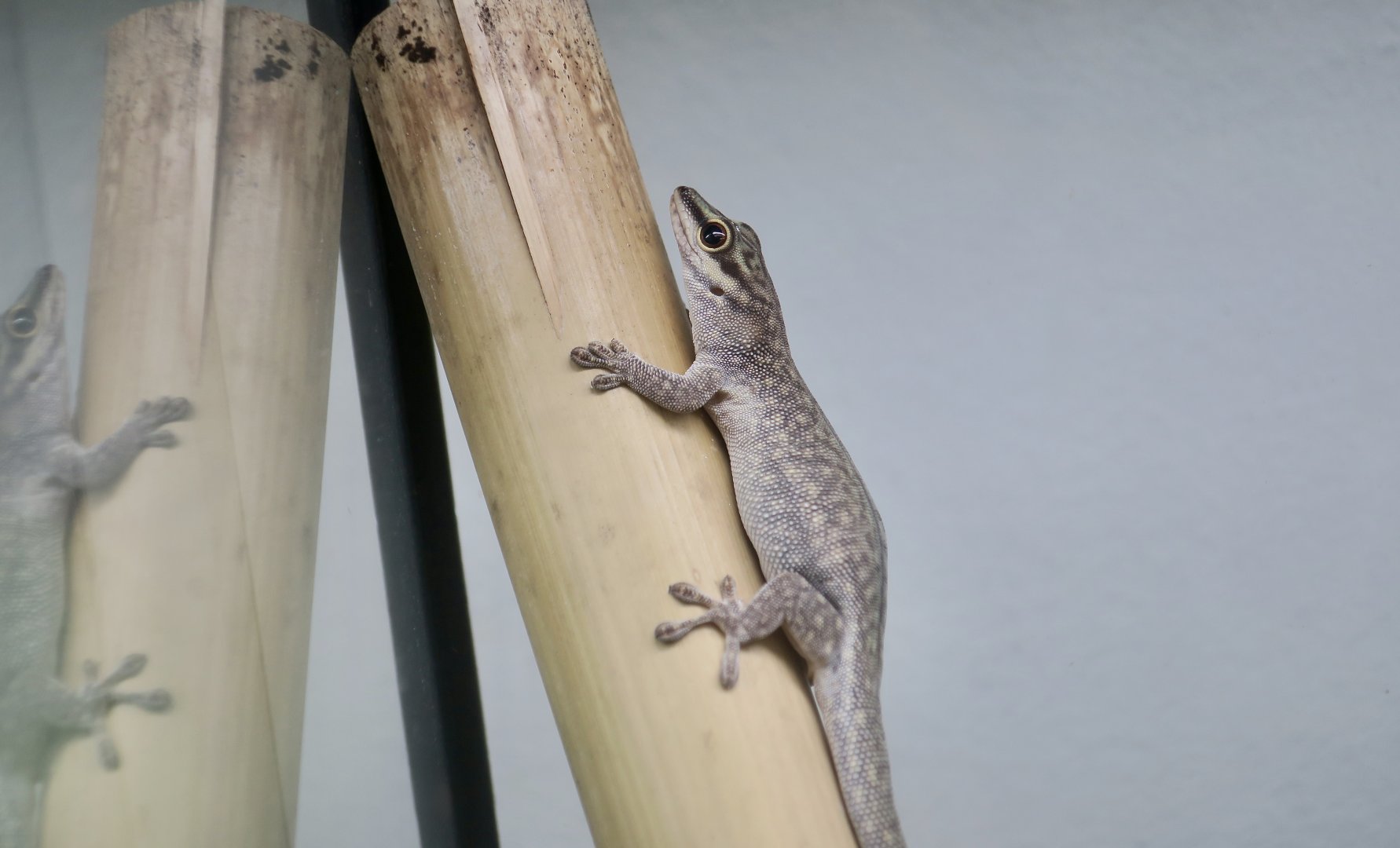 Cheke's Day Gecko (Phelsuma abbotti chekei) - The Gecko Gallery NYC