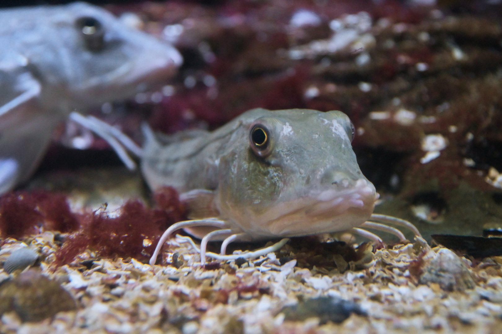 Chelidonichthys lucerna