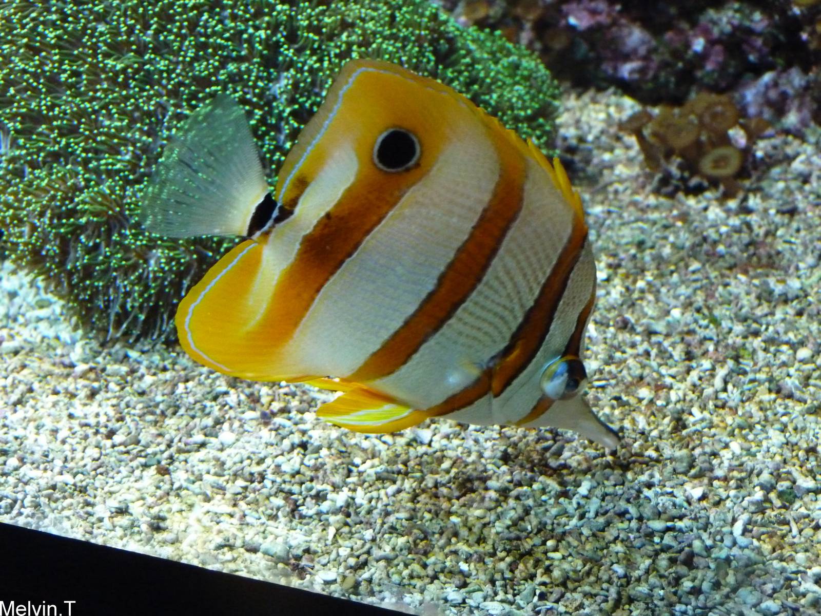 Chelmon ? bec m?diocre / Copperband butterflyfish (Chelmon rostratus)